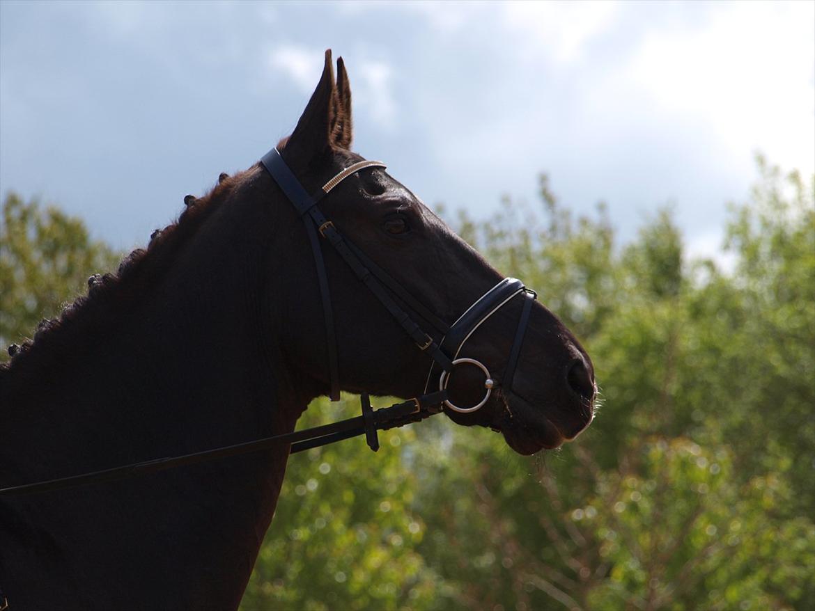 Anden særlig race †Charlie Brown R.I.P† - Mor og Charlie til stævne billede 10
