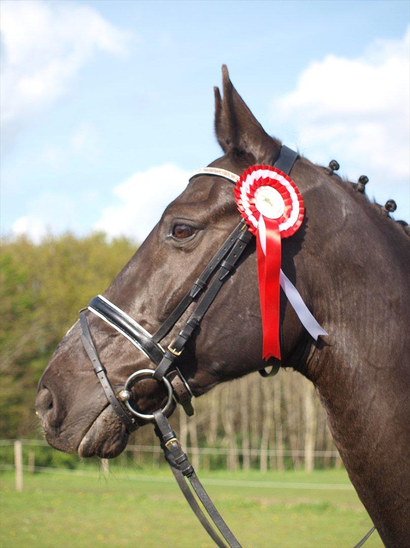 Anden særlig race †Charlie Brown R.I.P† - Charlie med roset Bolderslev billede 12
