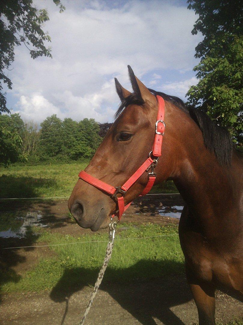 Oldenborg Bødker's Bailey - Min smukke hest! En rigtig fotomodel, i det dejlige solskin
Den 22/6 2012 billede 1