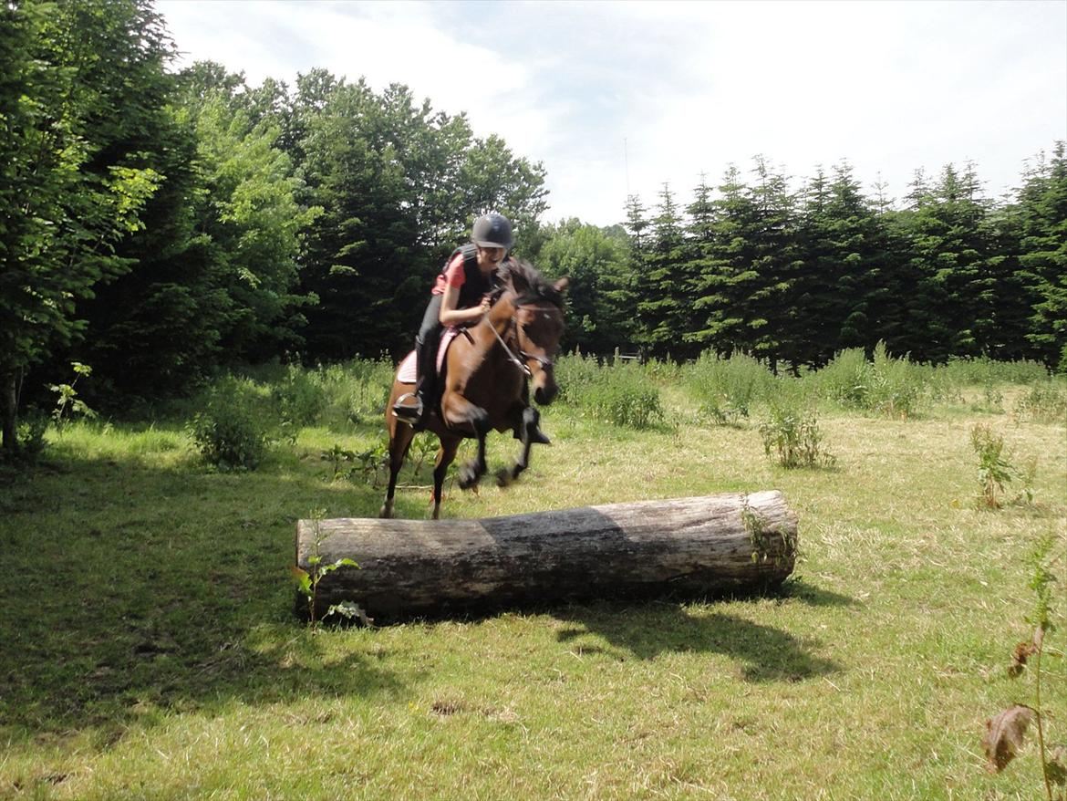 Anden særlig race Quick Brown Lady Z - træstamme på Z:-D Søde pony:-D
 billede 2