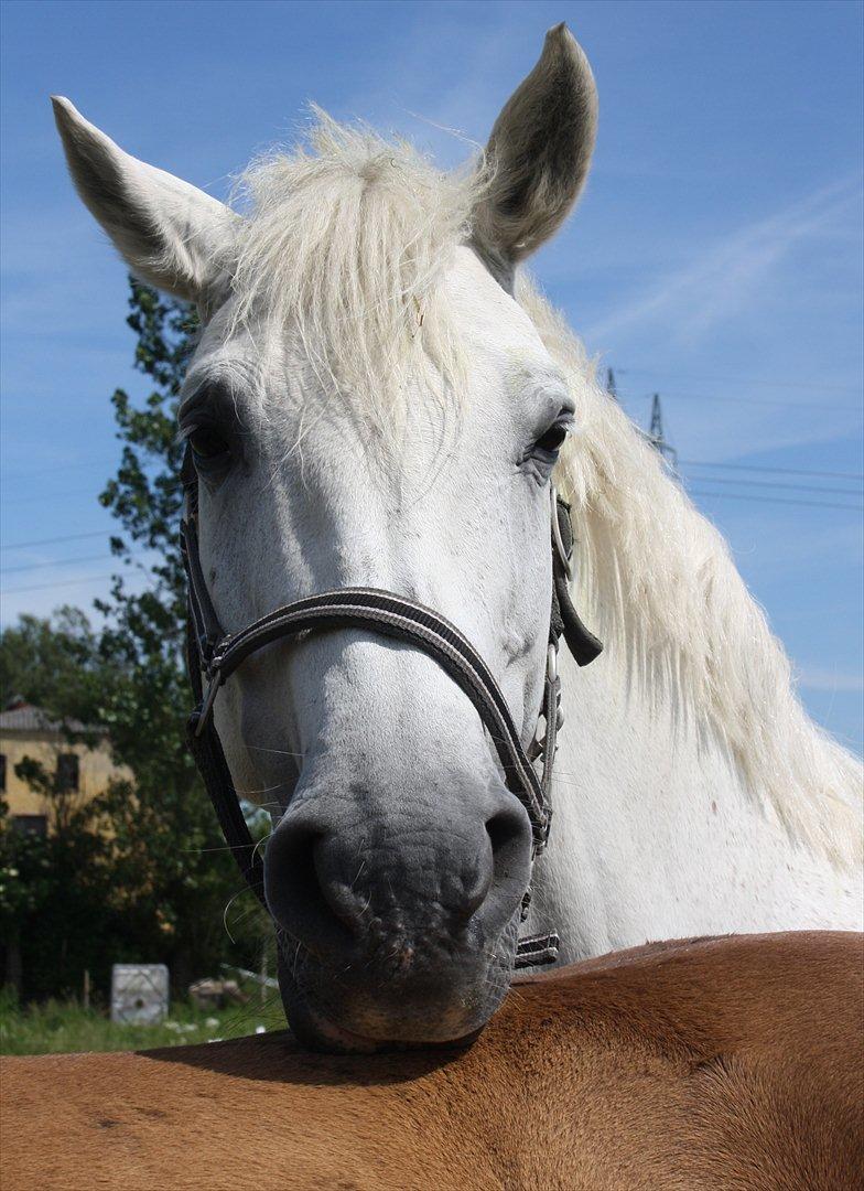 Holstener Calina - Trætte Baby <3<3 billede 10