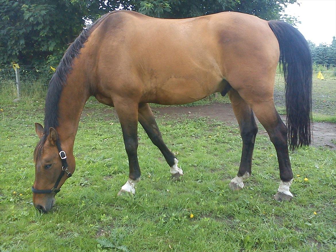 Dansk Varmblod Lima billede 1