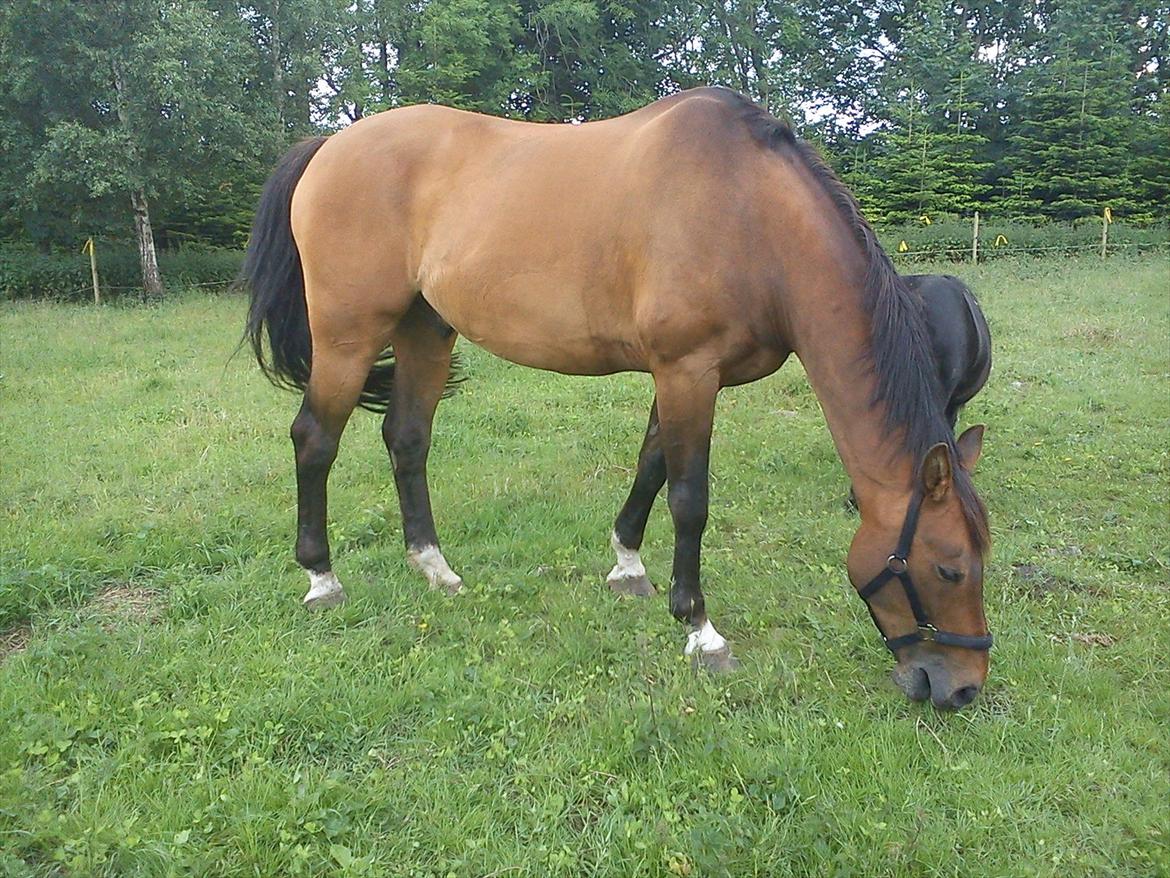 Dansk Varmblod Lima billede 2