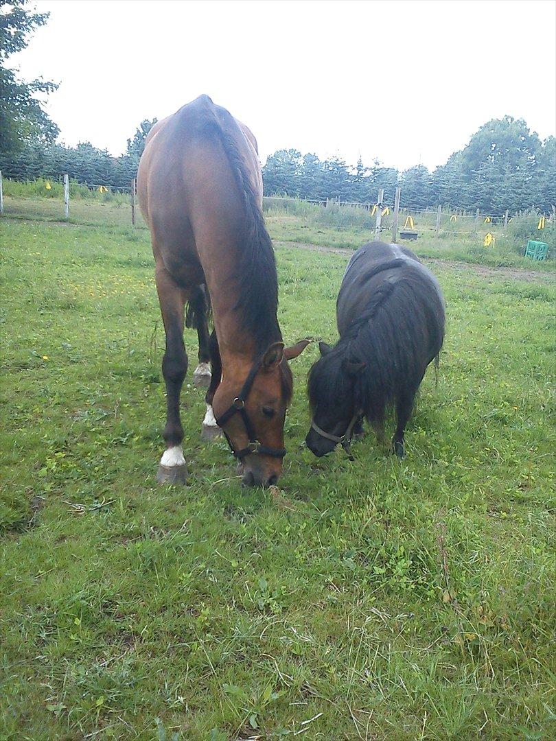 Dansk Varmblod Lima billede 3