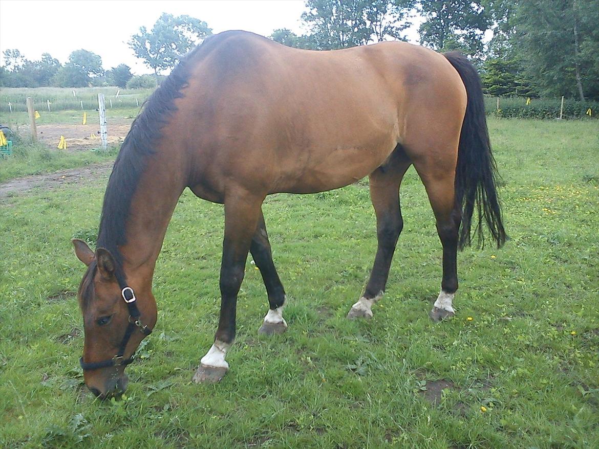 Dansk Varmblod Lima billede 4