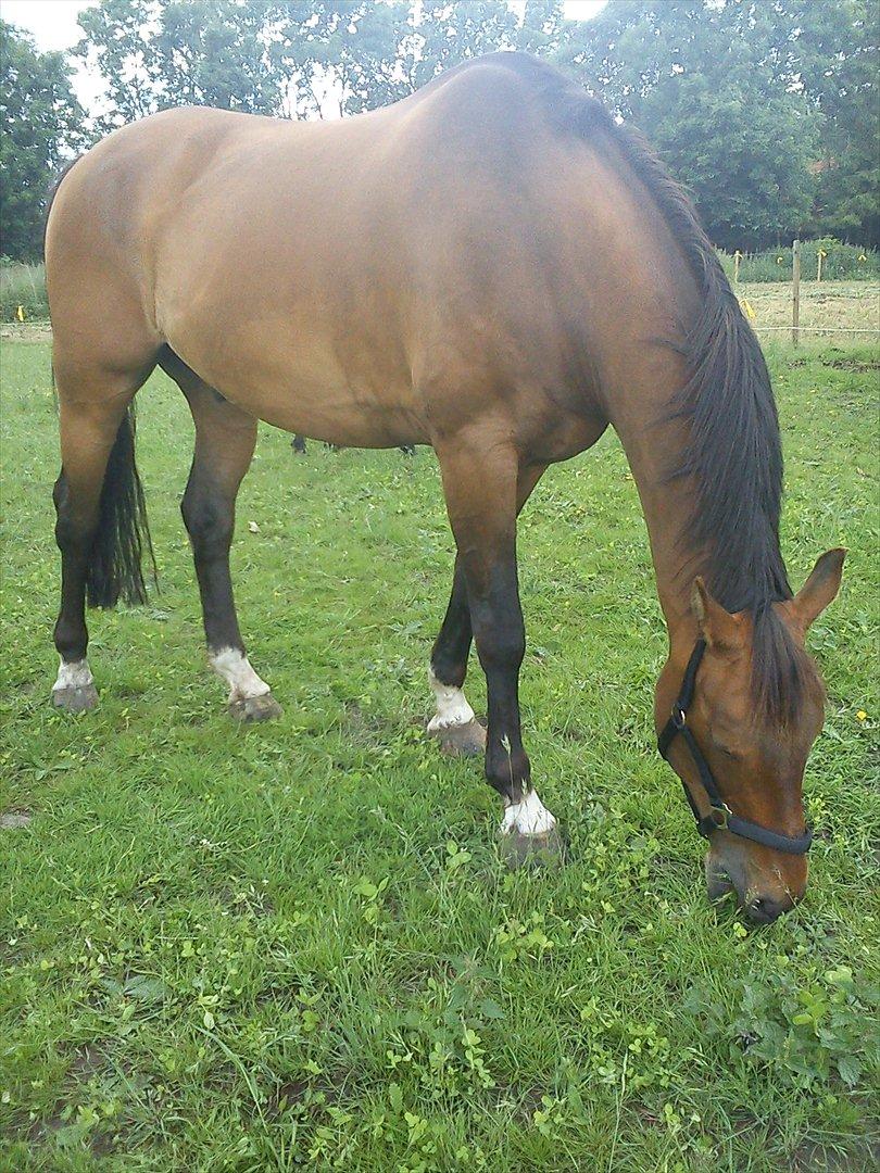 Dansk Varmblod Lima billede 5