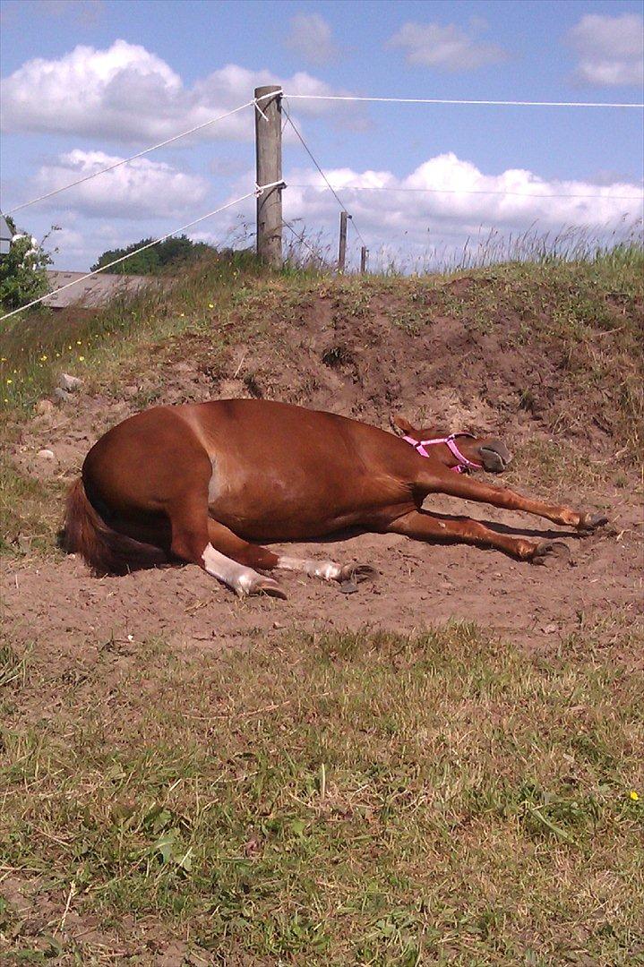 Anden særlig race Papaya - lapsen, sover lige lidt, inden ridningen<3 billede 6