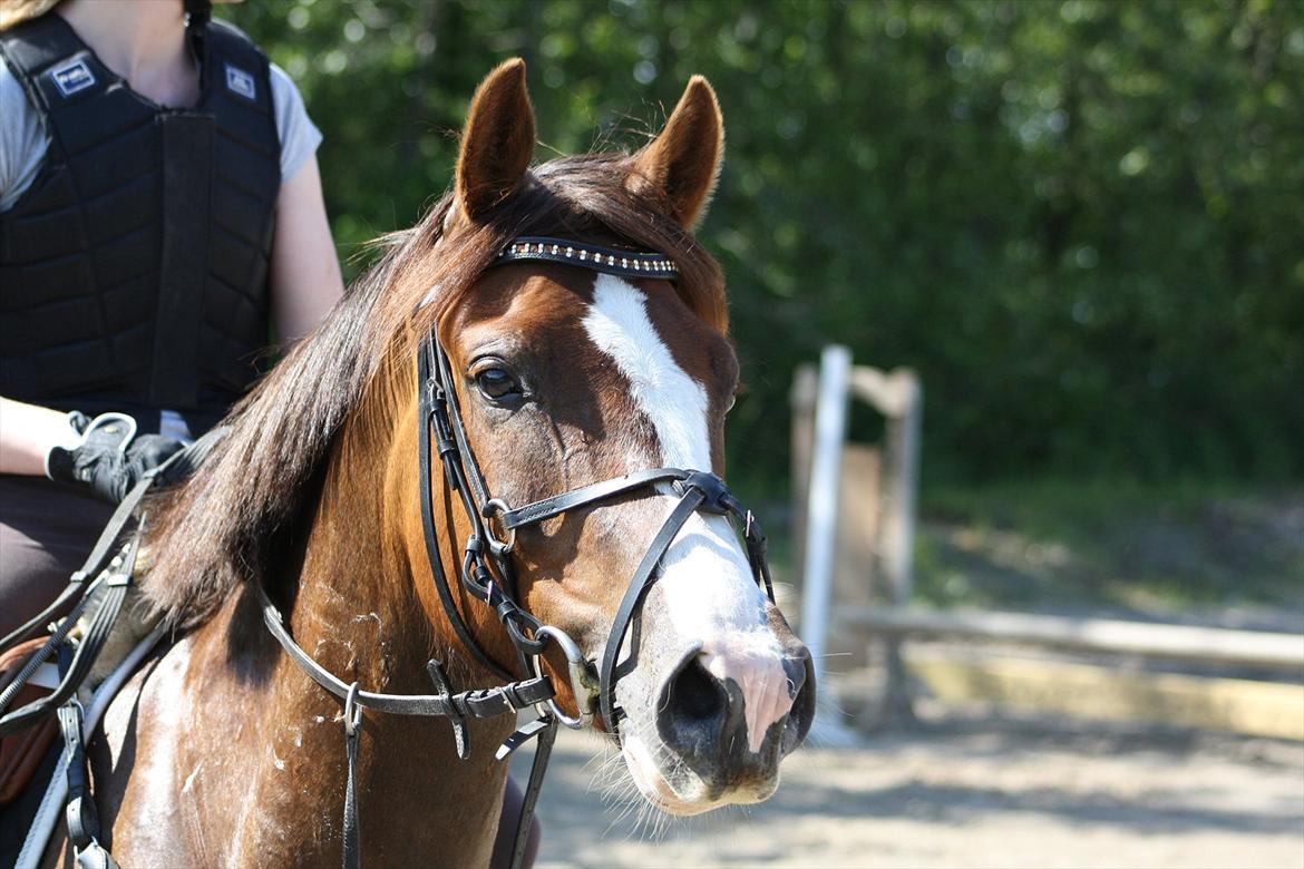 DSP Al Capone DM - smuk, det er han!! billede 1