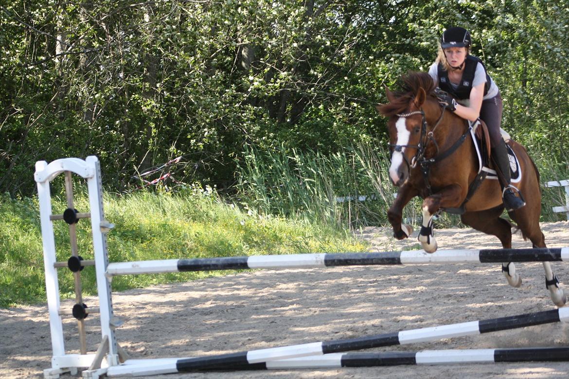 DSP Al Capone DM - sød lille dreng :-) billede 2