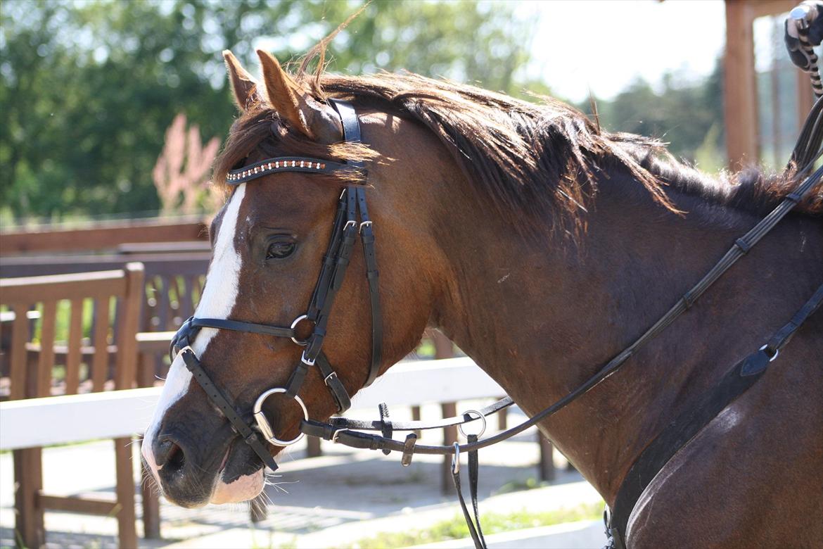 DSP Al Capone DM billede 3