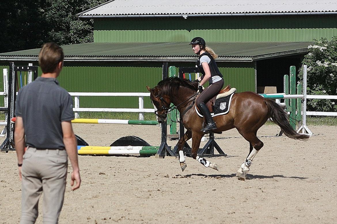 DSP Al Capone DM - dygtig pony! billede 8