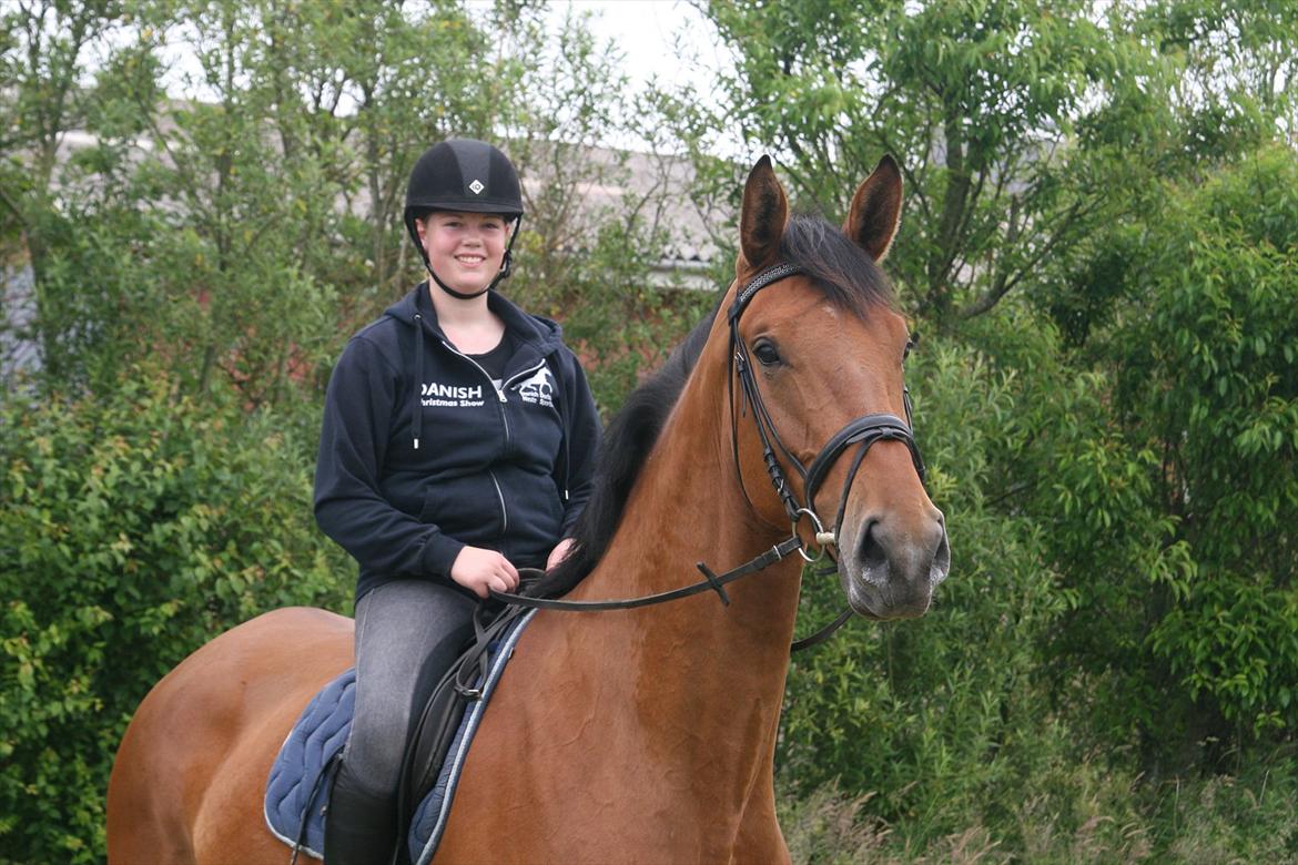 Dansk Varmblod - Lacoste [HIMMEL HEST] - 2) billede 2