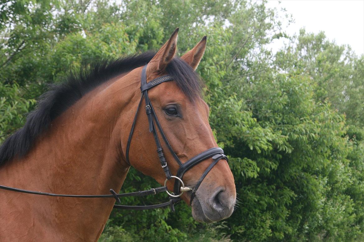 Dansk Varmblod - Lacoste [HIMMEL HEST] - 13) billede 13