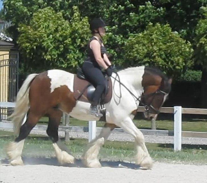 Irish Cob Troja billede 3