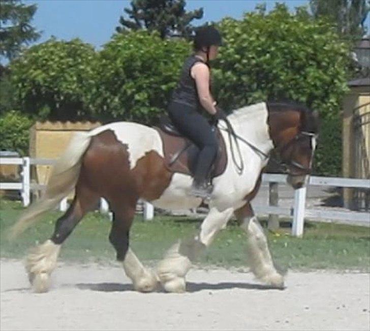 Irish Cob Troja billede 5