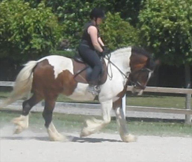 Irish Cob Troja billede 4