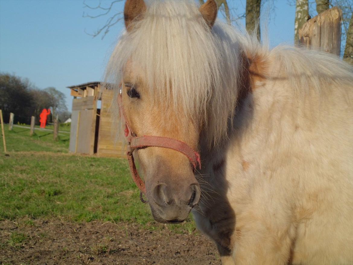 Shetlænder Junker billede 3