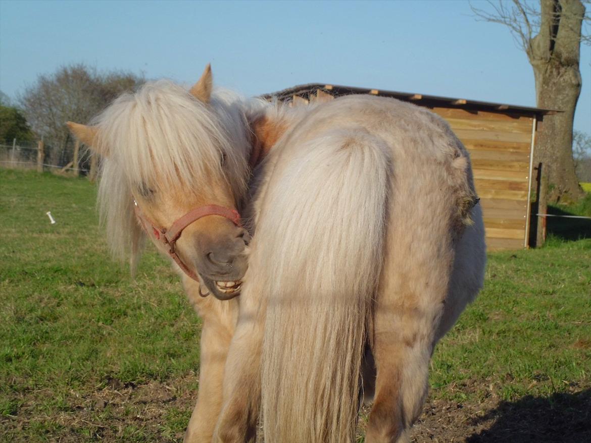 Shetlænder Junker billede 6