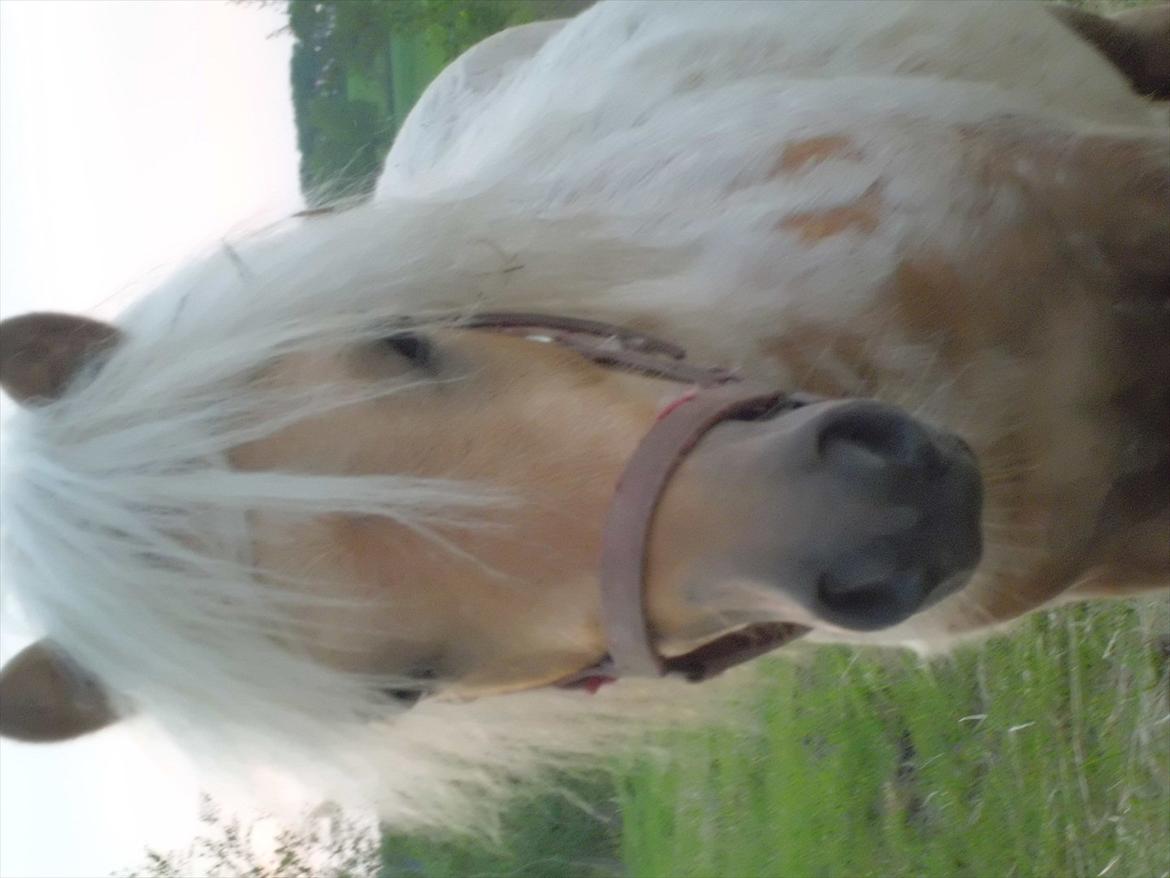 Shetlænder Junker billede 9