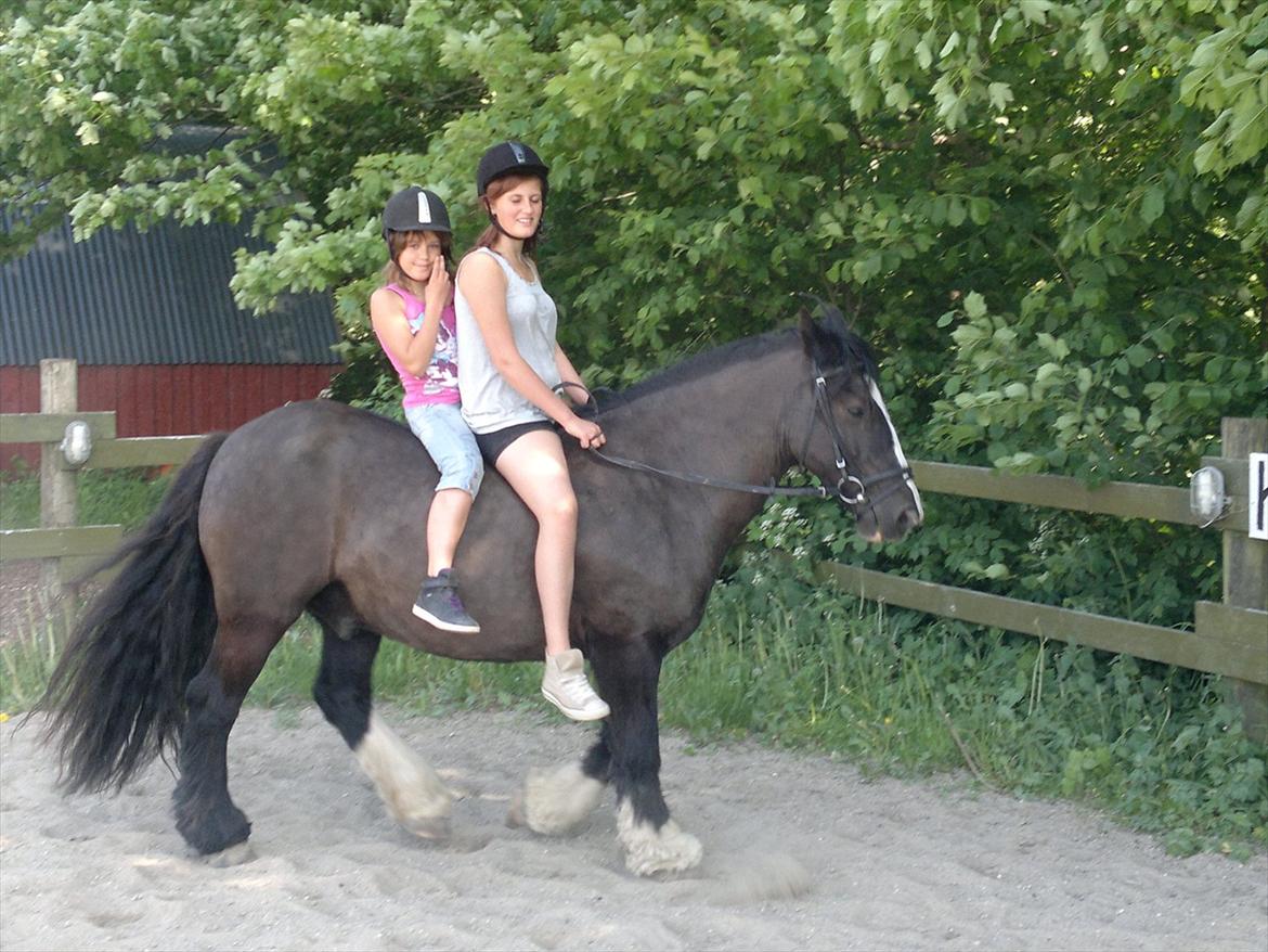 Tinker Dr. Wolle tidlig hest billede 13