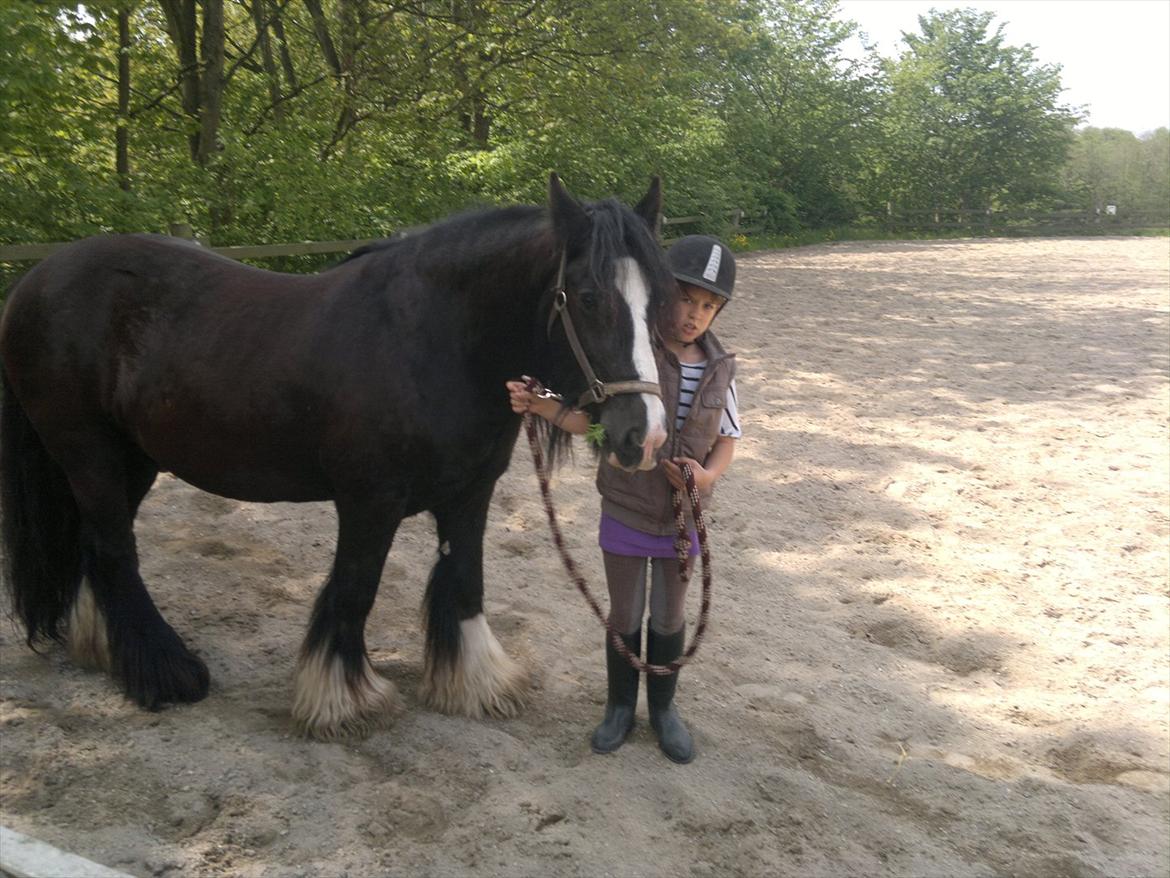 Tinker Dr. Wolle tidlig hest billede 14