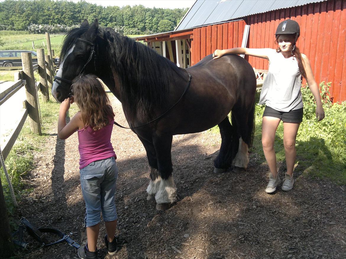 Tinker Dr. Wolle tidlig hest billede 15