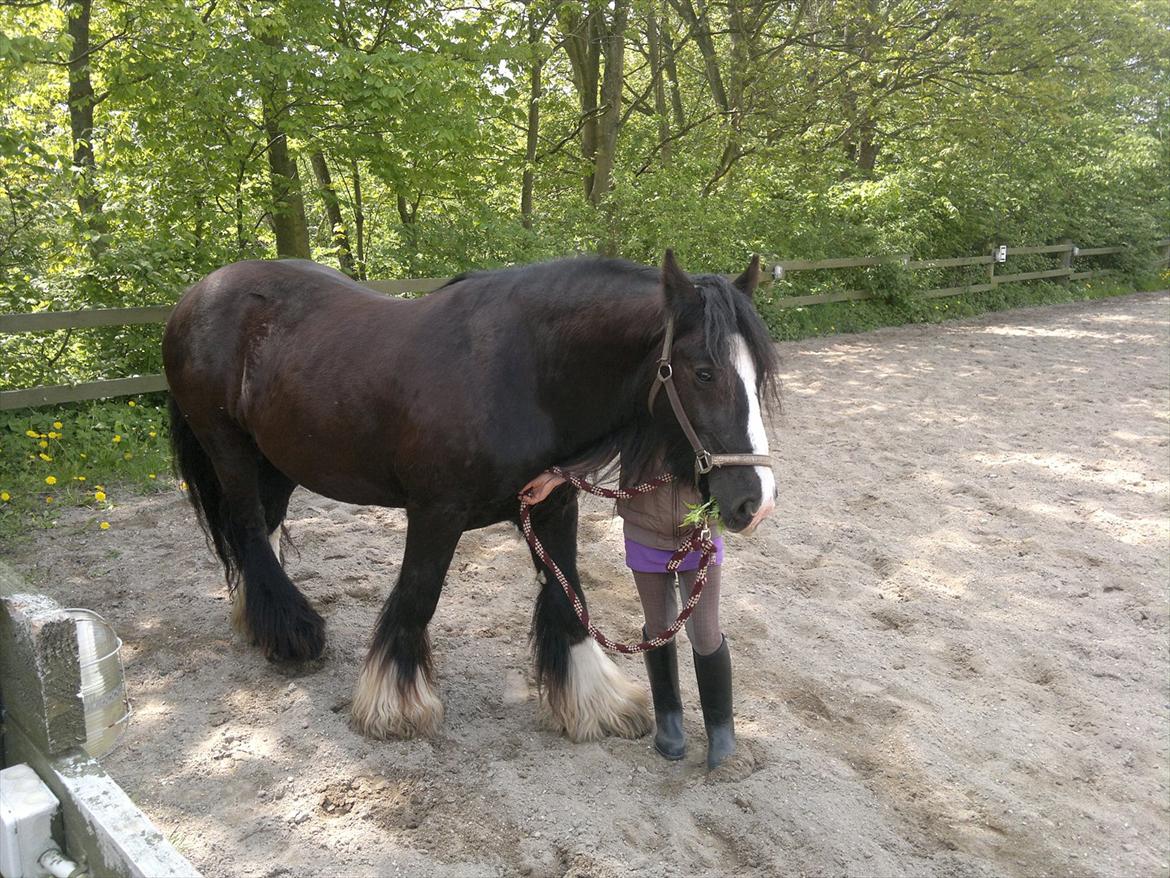 Tinker Dr. Wolle tidlig hest billede 16
