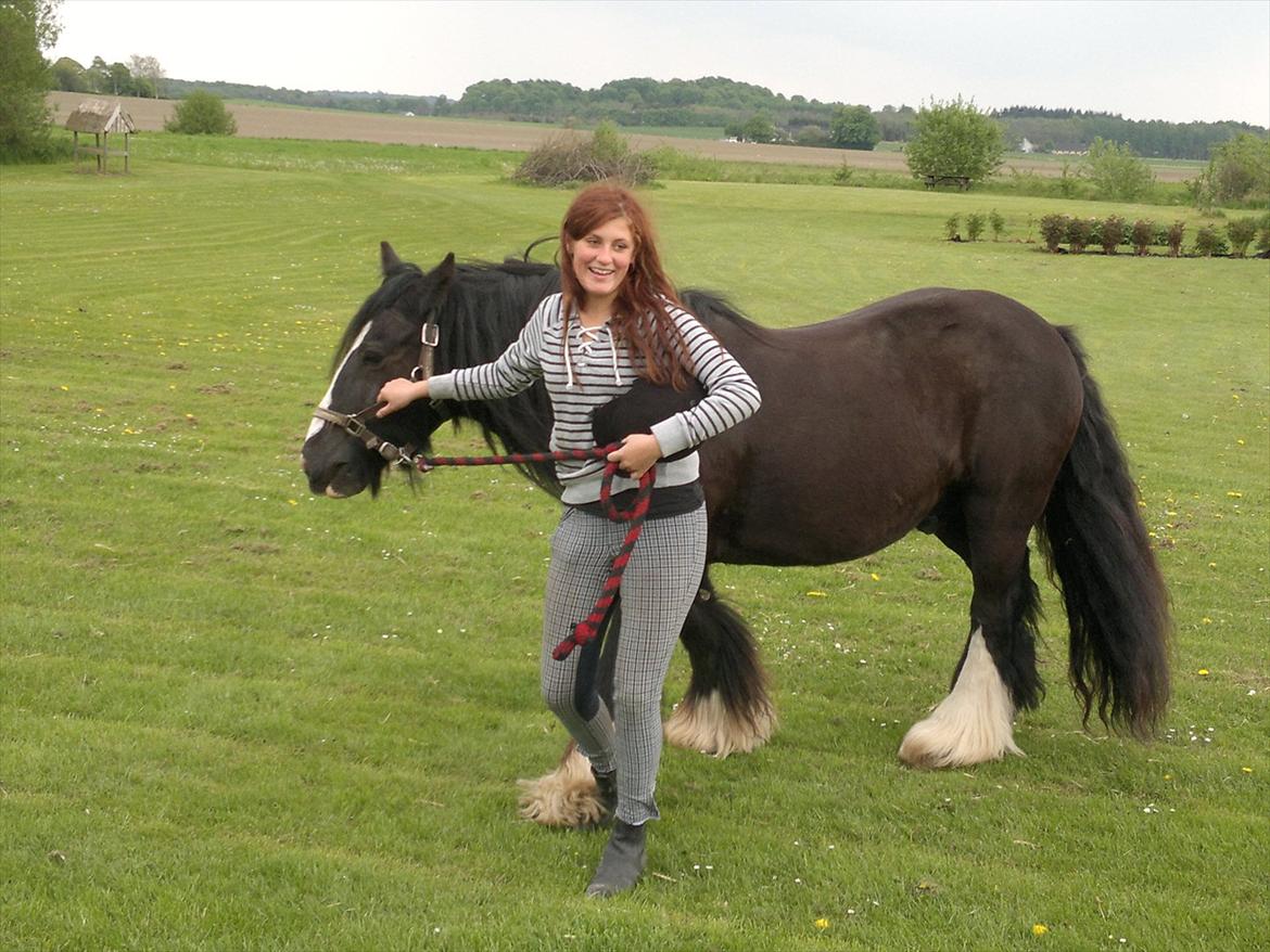 Tinker Dr. Wolle tidlig hest billede 17