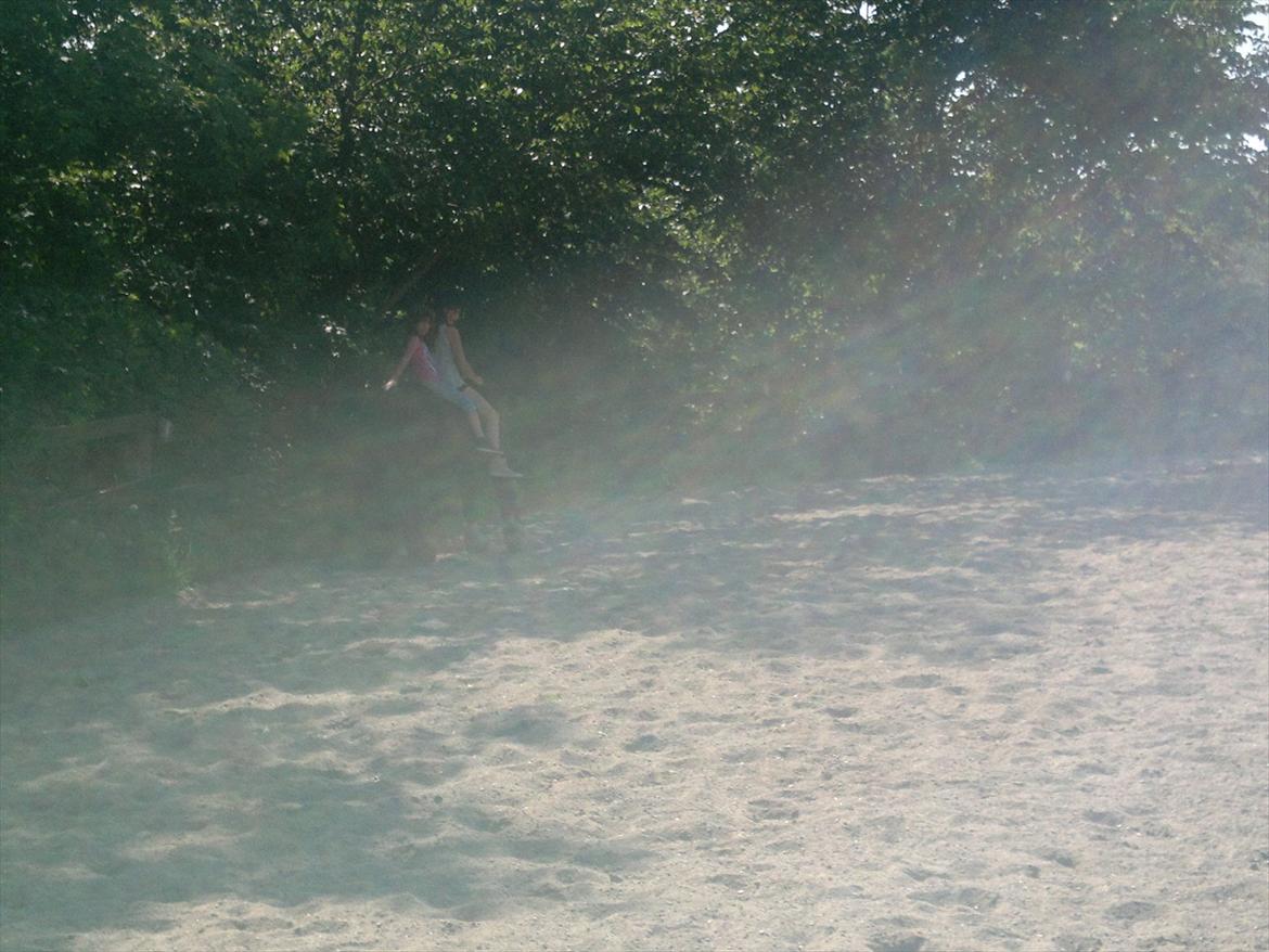 Tinker Dr. Wolle tidlig hest billede 18