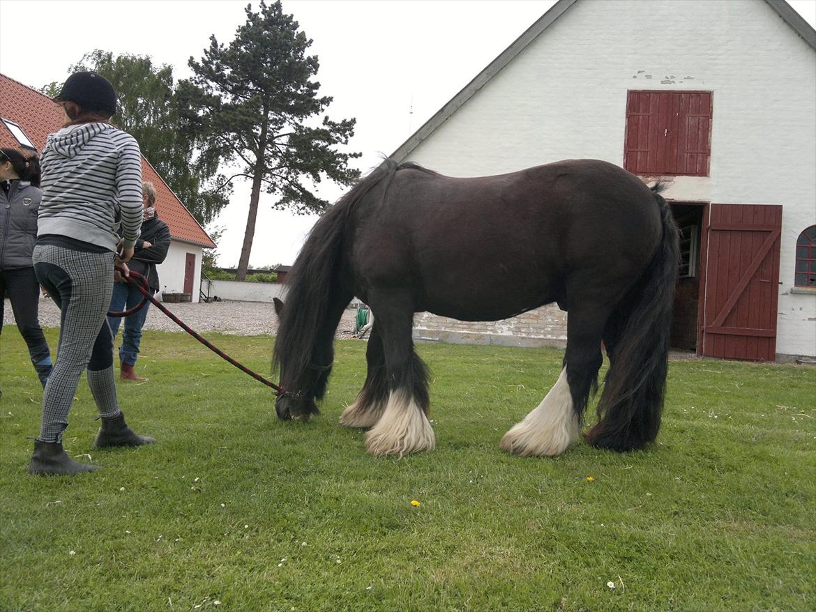 Tinker Dr. Wolle tidlig hest billede 19