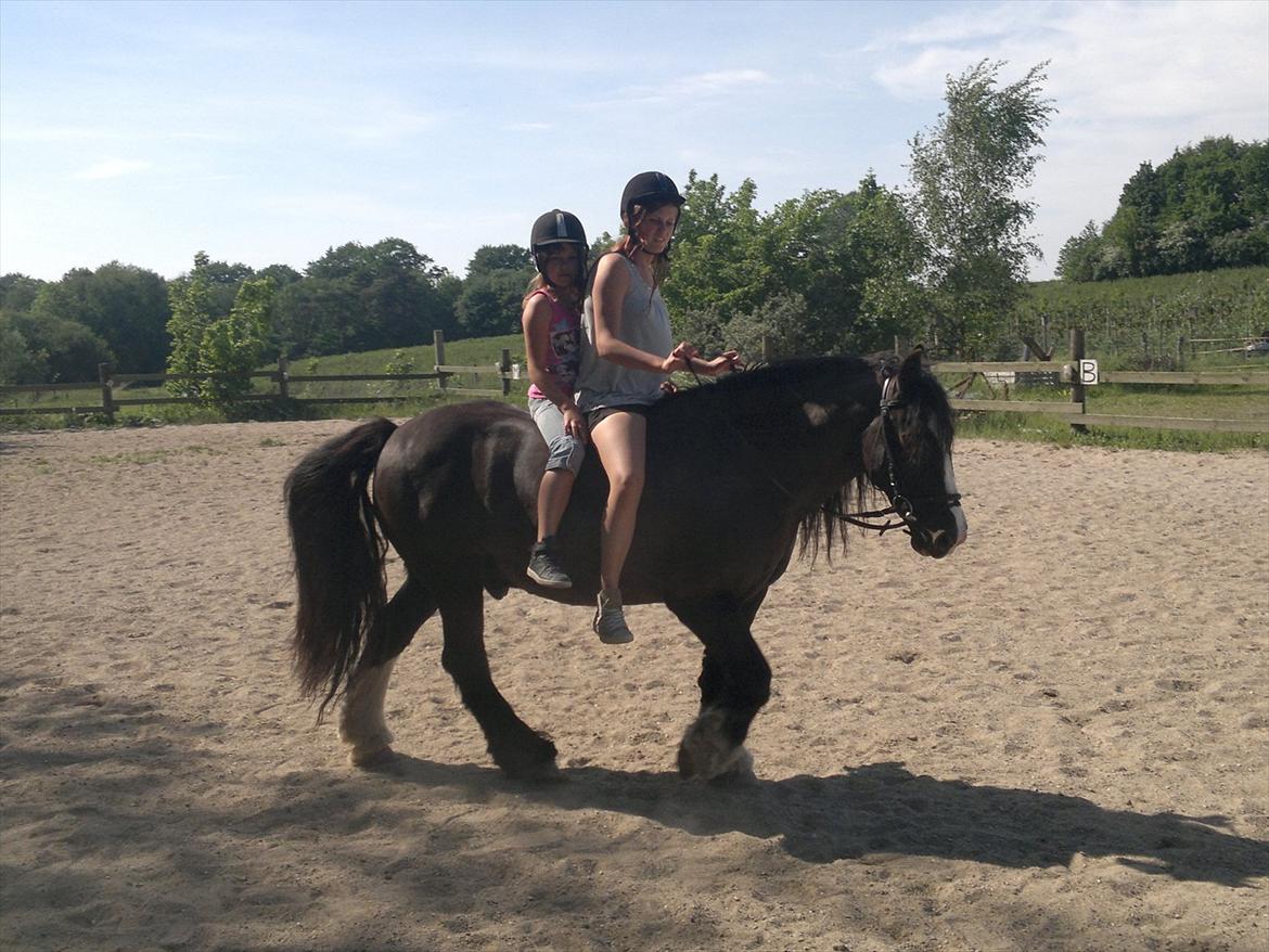 Tinker Dr. Wolle tidlig hest billede 20