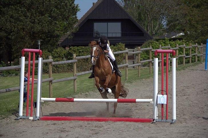 Anden særlig race Oliver - Træningsstævne på Baunehøj billede 19