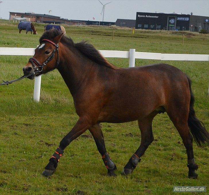 Dartmoor Innis Isabella (ninjaen);D R.I.P - Du må ikke løbe så stærkt:D
Fotograf:Thea billede 12