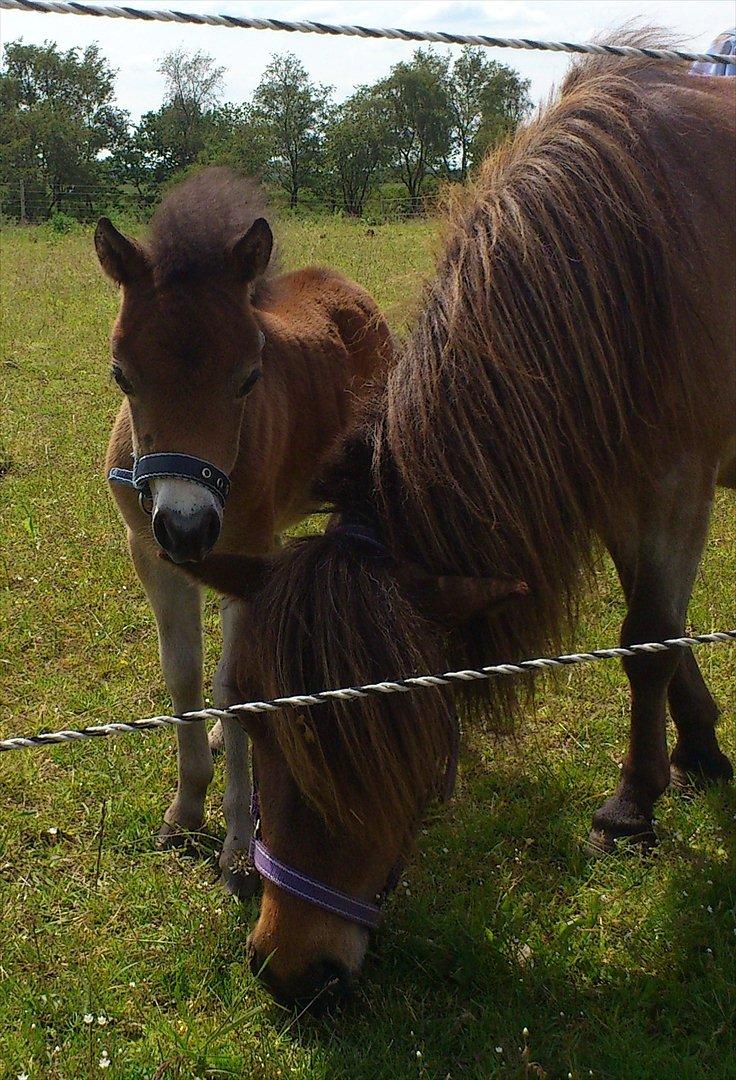 Belgisk Miniature Høgilds Kalua - d. 21/6-2012 billede 15