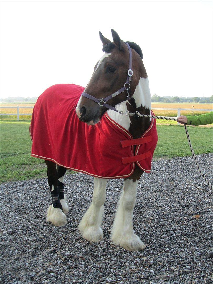 Irish Cob Troja billede 1