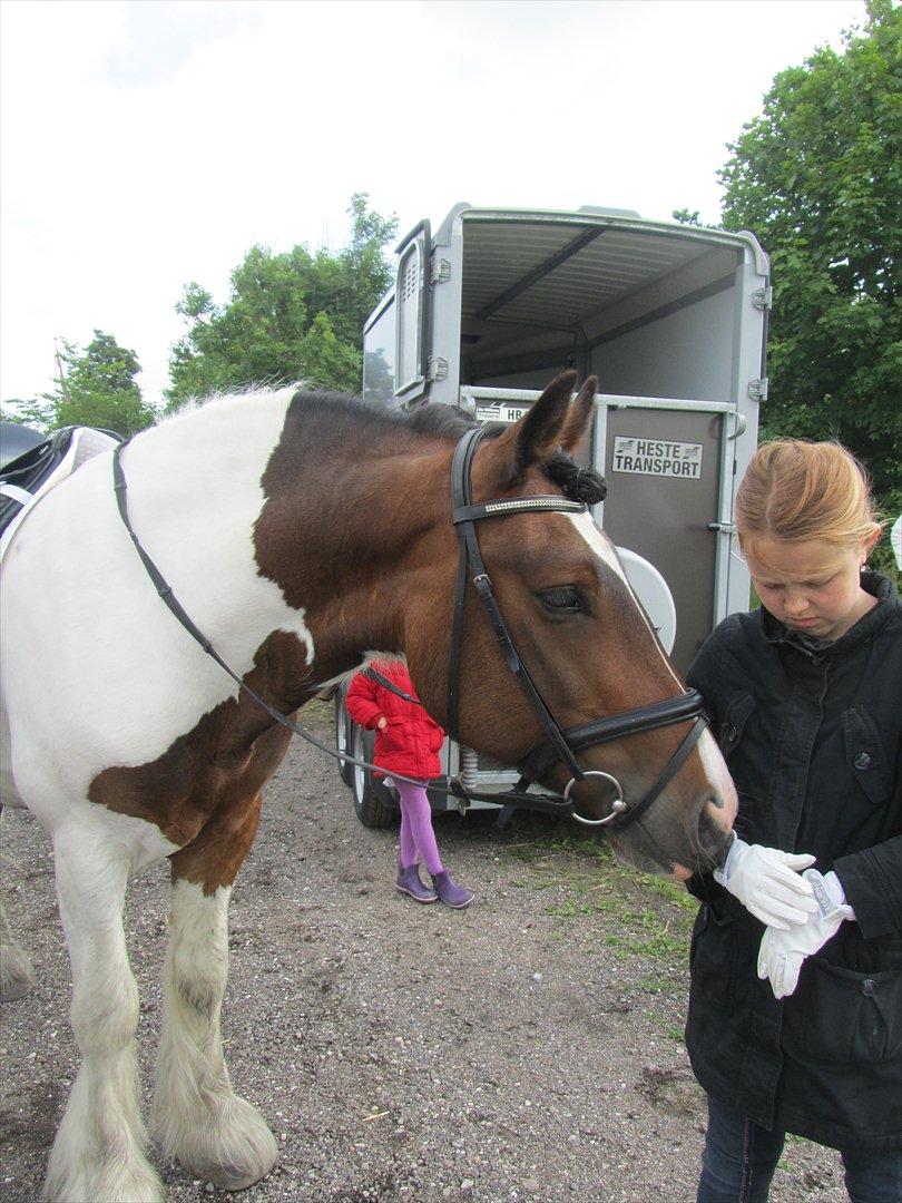 Irish Cob Troja billede 2
