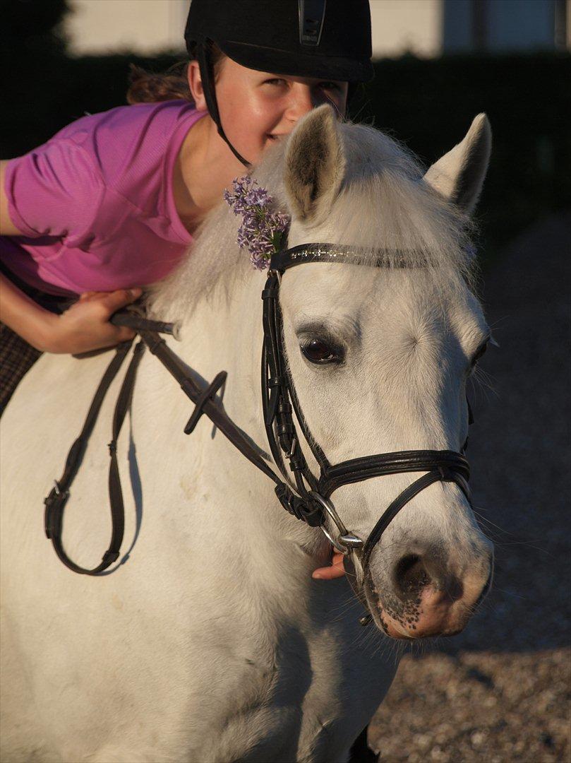 Welsh Pony (sec B) †Marmaja flika R.I.P† - Efter en dejlig skridte tur uden sadel hvor vi plukkede blomster :D Jeg elsker dig min prinsesse!! billede 3