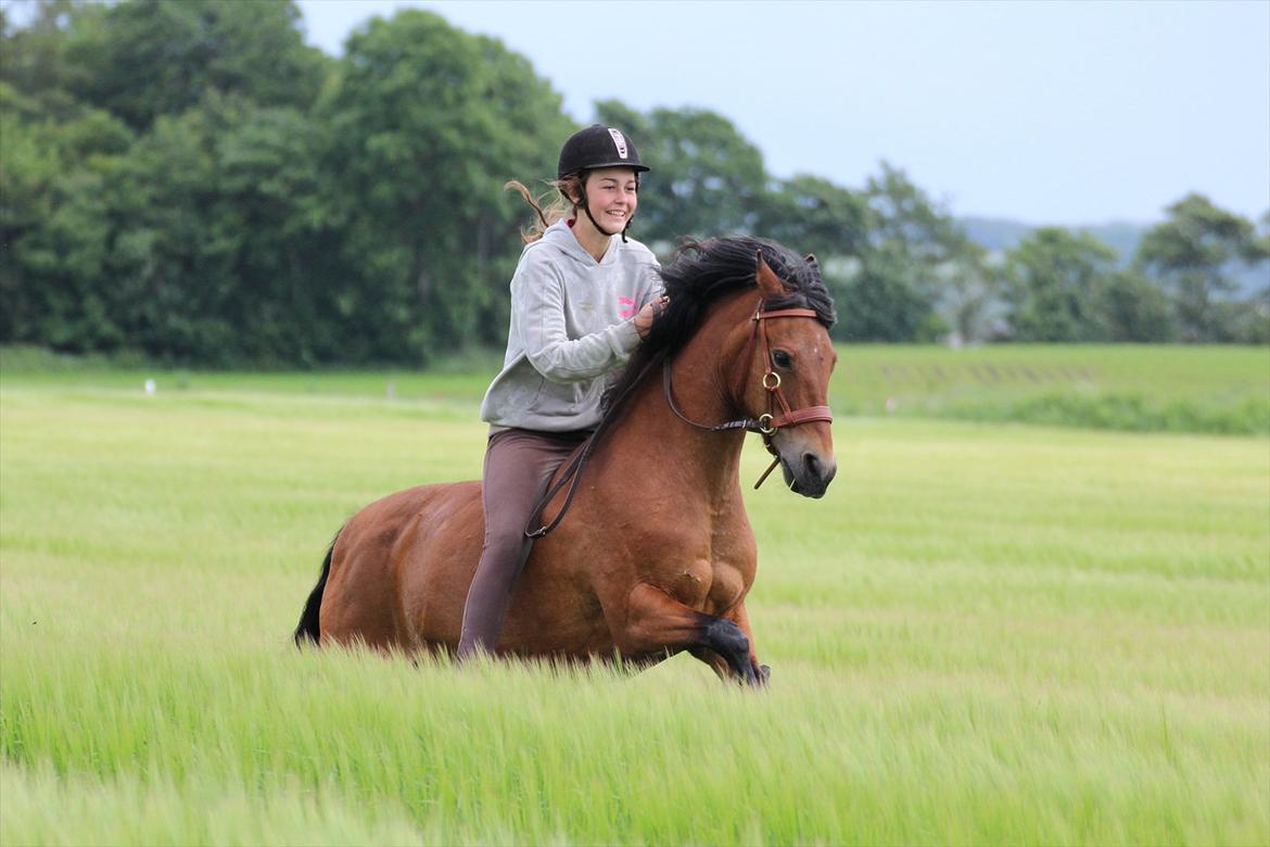 New Forest -Lilholdst Paloma [TheDreamHorse] - 23/6-2012.<3 billede 1