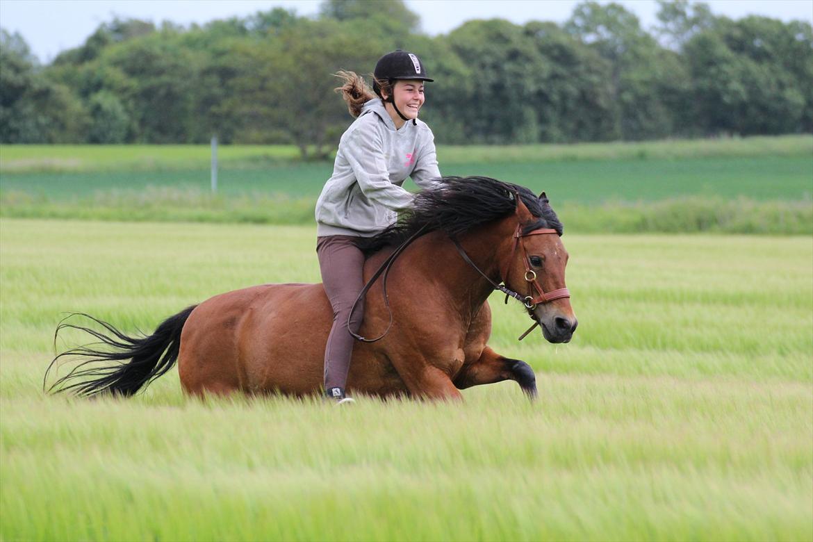 New Forest -Lilholdst Paloma [TheDreamHorse] - <3<3 billede 17