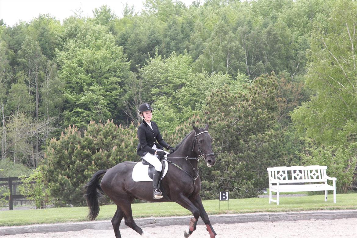 Knabstrupper Gry  billede 5