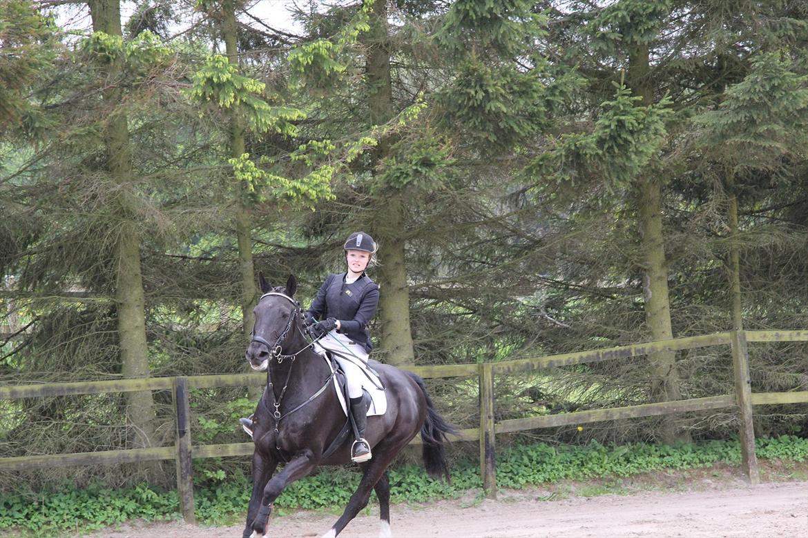 Knabstrupper Gry  billede 6