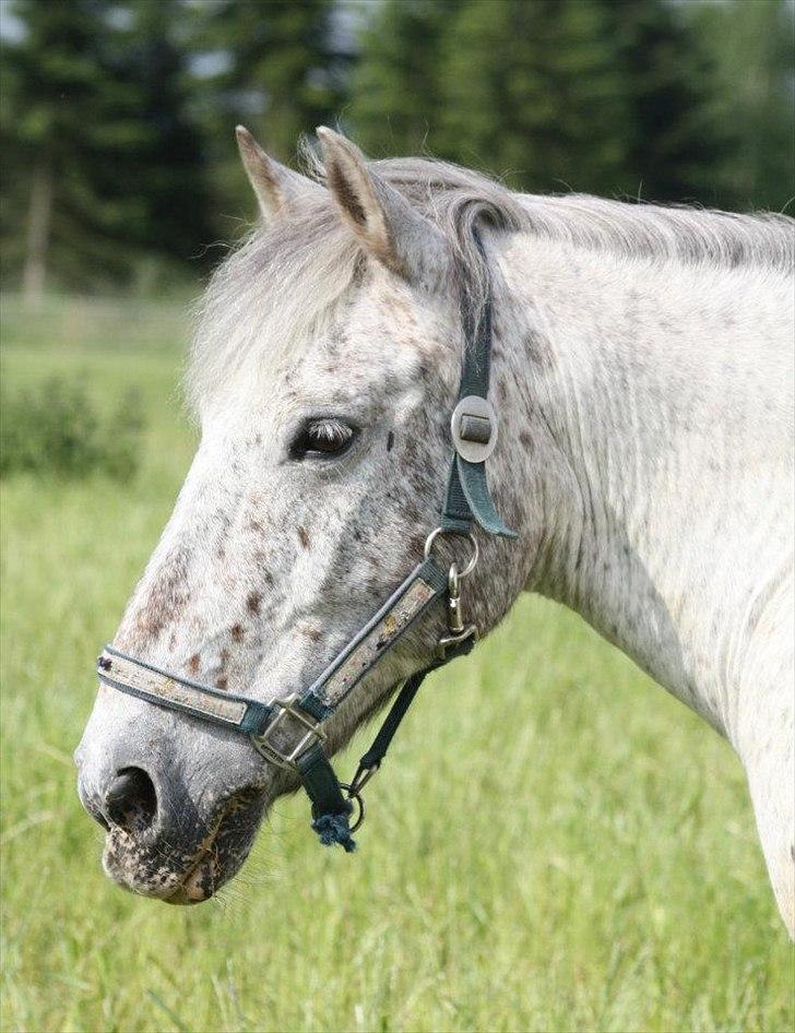 Anden særlig race Mascot R.I.P [Himmelhest] billede 1