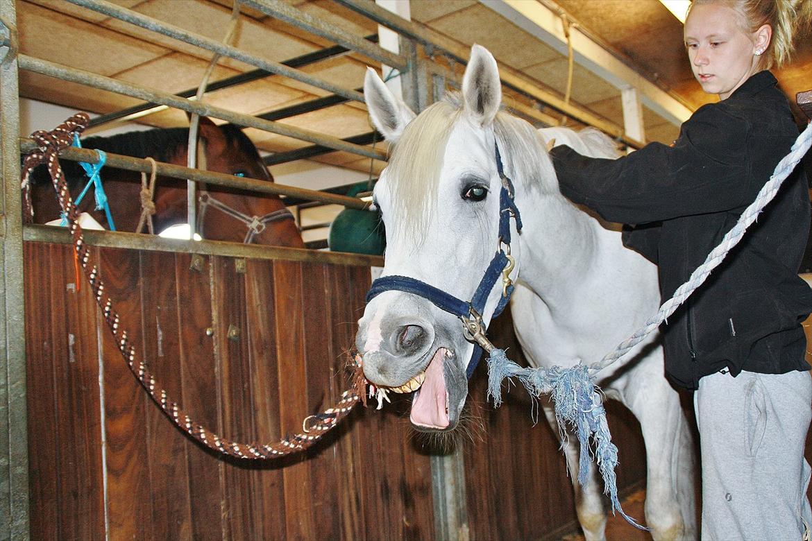 Connemara Mona - Foto: Amalie Lilja Reimer billede 8