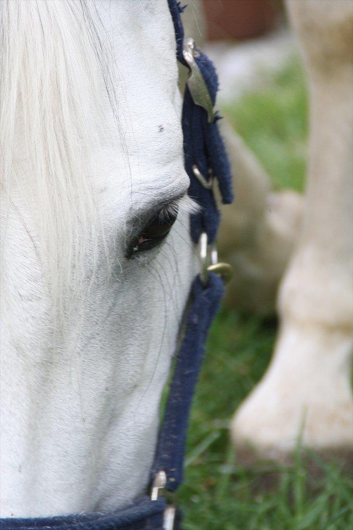 Connemara Mona - Foto: Louise Heilmann K Sørensen (mig) billede 10