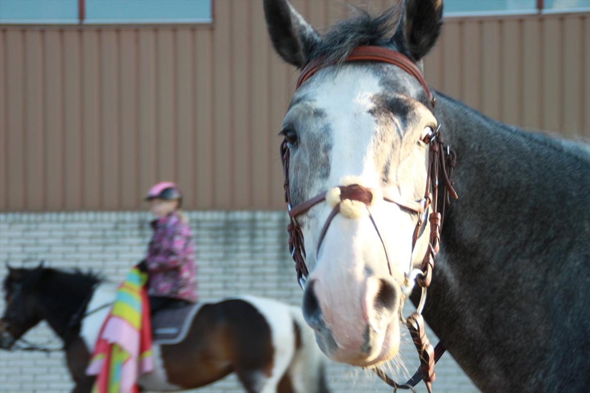 Dansk Varmblod Mr. T billede 1