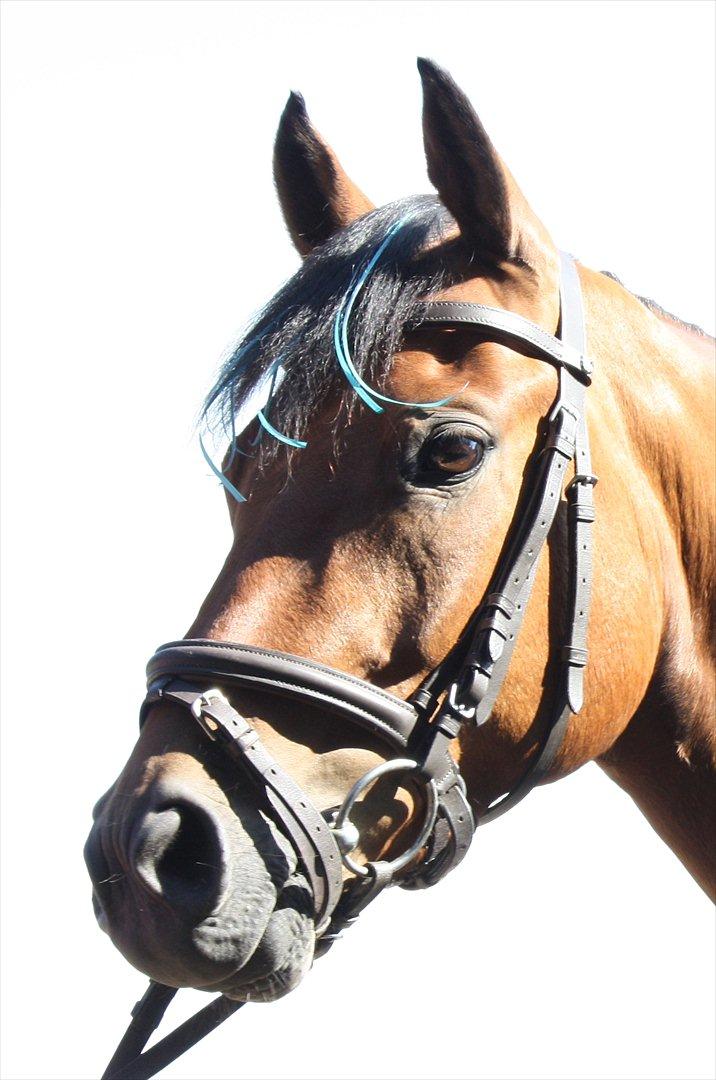 DSP Hovgaarden's Zeba billede 1