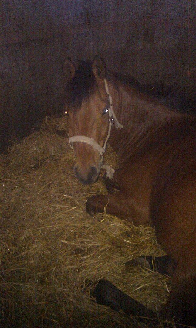 DSP Hovgaarden's Zeba billede 2