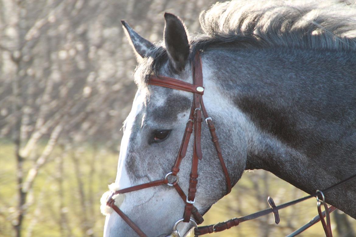 Dansk Varmblod Mr. T billede 2