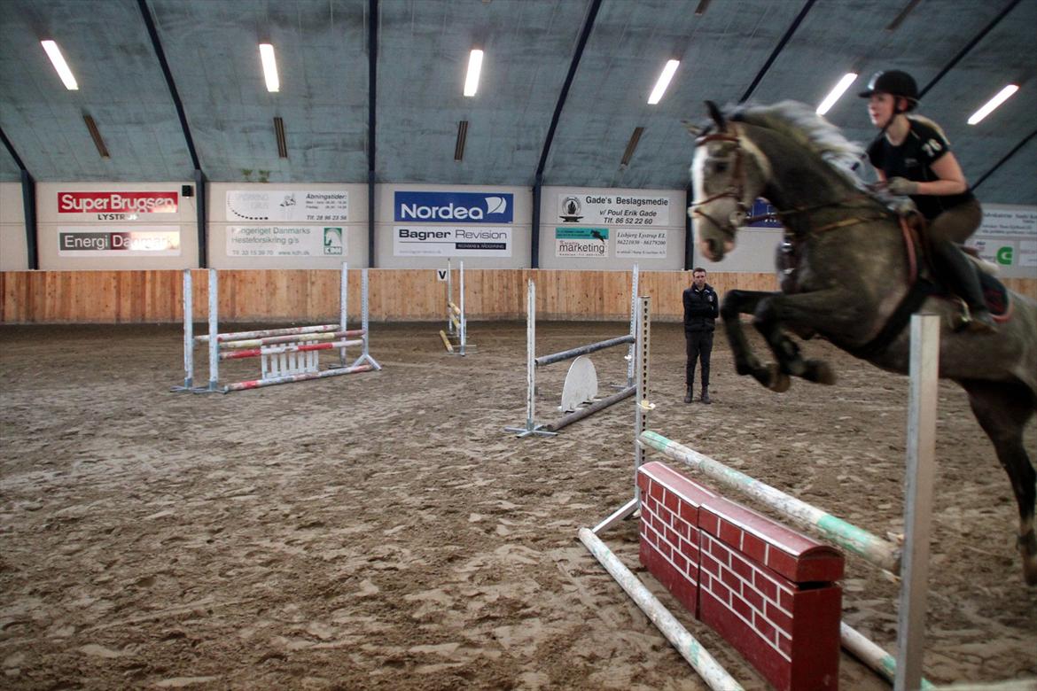 Dansk Varmblod Mr. T billede 3