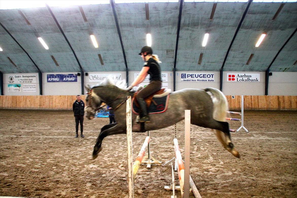 Dansk Varmblod Mr. T billede 4